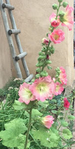 Meet your Posher, Ginger